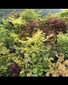 日本紅楓“出猩猩” 春來猩紅似火，秋日橙黃如霞——最新市場行情與種植指南