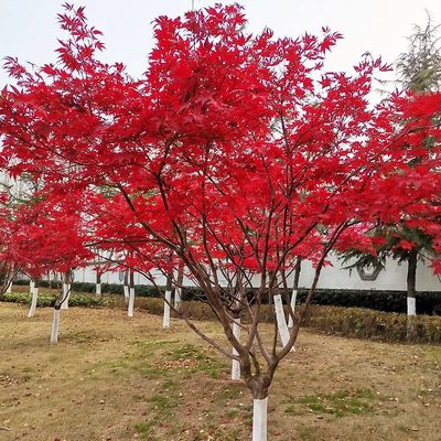 優質日本紅楓苗木產品詳情與價格解析