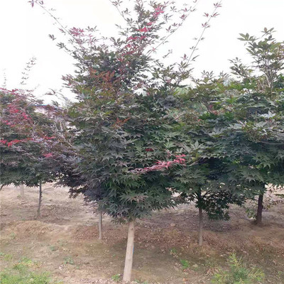 五棵松日本紅楓 優質苗木，價格合理，高清細節盡覽