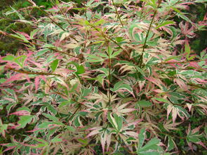 蝴蝶楓 日本紅楓中的璀璨明珠