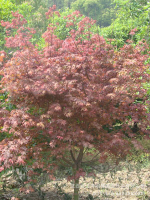 優價供應全國 江西綠化苗木日本紅楓種苗，打造優質園林景觀